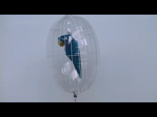 Insider Luftballon: Durchsichtiger PVC-Ballon mit einem Folienballon, blauer Papagei, im Ballon