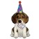 Happy Birthday Hund Luftballon zum Geburtstag mit Helium Ballongas