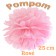 Pompom Rose, 25 cm